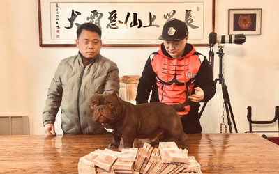 Đại gia kín tiếng chi gần 3 tỷ mua chó "khủng", cơ bắp cuồn cuộn
