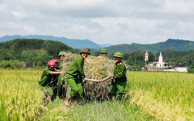 Hà Tĩnh: Quân dân ra đồng gặt lúa "chạy" siêu bão Mangkhut