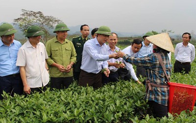 Hà Tĩnh: Chủ tịch tỉnh ngược rừng hái lộc chè đầu năm