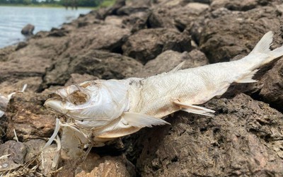 Tìm nguyên nhân khiến cá chết hàng loạt tại Đập Bình Hà