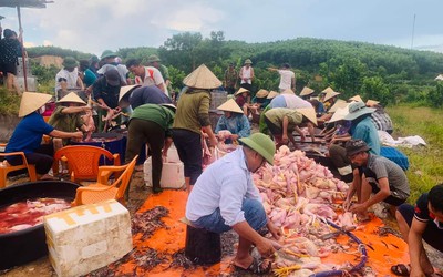 Hà Tĩnh: Hàng trăm người tham gia giải cứu 8.000 con gà chết ngạt