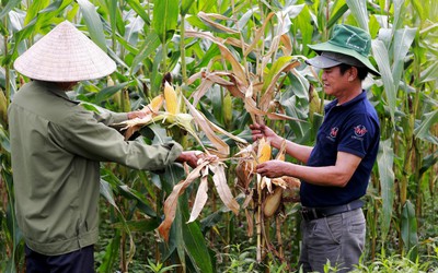 Hà Tĩnh: Đã xác định được nguyên nhân ngô chết khô