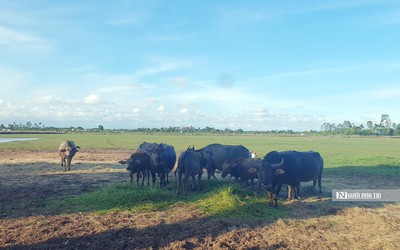 Hải Phòng: "Đại dự án" hơn 40 ha thành nơi nuôi trâu, thả cá