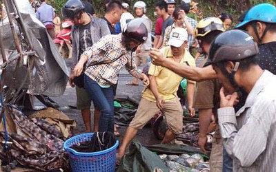 Sự thật cảnh “hôi của” xe chở cá lật ở Hòa Bình