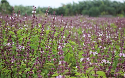 Clip: Sự thực về cánh đồng "hoa Lavender" ở ngoại thành Hà Nội