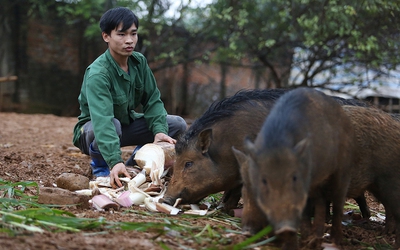 Clip: Nuôi và huấn luyện lợn rừng bằng còi xe máy ở Hà Nội