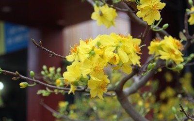 [Chùm ảnh] Đào rừng Tây Bắc, mai vàng Bình Định hòa cùng sắc xuân Thủ Đô