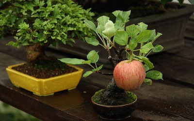 Clip: Táo bonsai gây sốt thị trường cây cảnh chơi Tết ở Hà Nội