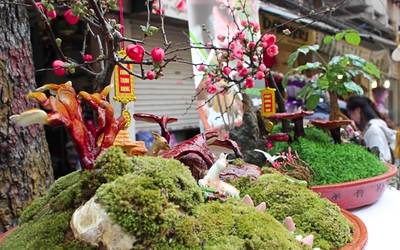 [Chùm ảnh] Nấm linh chi, hoa mai đỏ bonsai khoe sắc ngày Tết