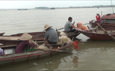 Clip: Đánh bắt cá mòi trên sông Hồng kiếm tiền triệu mỗi ngày