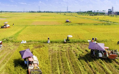 Thêm nhiều đối tượng bảo hiểm được hỗ trợ phí bảo hiểm nông nghiệp