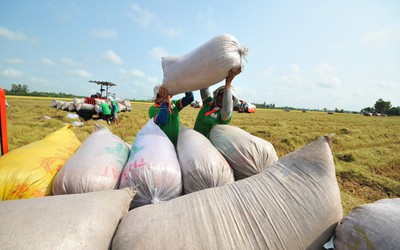 Sớm hoàn thiện hành lang pháp lý cho xuất khẩu gạo