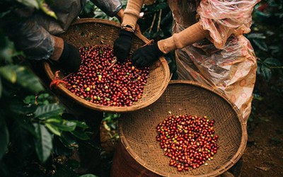 Giá cà phê tăng mạnh trước lo ngại thiếu hụt nguồn cung