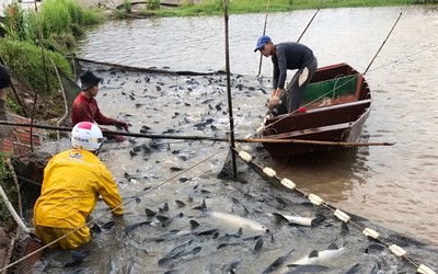 Hải Phòng: Người nuôi cá “gánh” nợ hàng chục tỷ đồng do dịch Covid-19