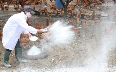 Dịch cúm A/H5N1 bùng phát, nông dân lo… mất Tết