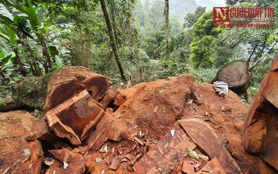 Tạm giữ 2 nghi phạm sau loạt bài phản ánh về tình trạng phá rừng ở Tuyên Quang