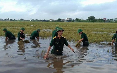 Thái Bình: Công an, quân đội gặt lúa giúp dân tránh bão