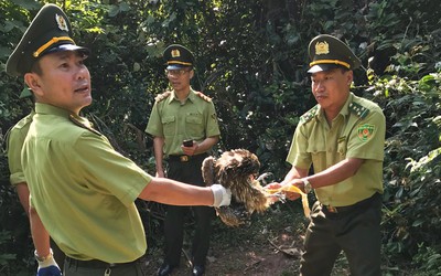 Quảng Ninh: 16 con chim diều hâu hoang dã được thả