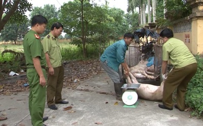 Hưng Yên: Thu giữ, tiêu hủy 450kg lợn chết trên đường đi tiêu thụ