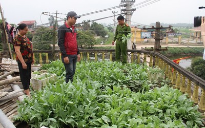 Hưng Yên: Phát hiện hơn 100 cây thuốc phiện được trồng trong nghĩa trang