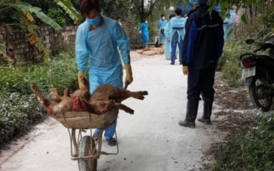 Sau Hưng Yên và Thái Bình, dịch tả lợn châu Phi bùng phát ở Hải Phòng