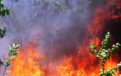 Lại xảy ra cháy rừng tại Thừa Thiên - Huế, lửa thiêu rụi 20ha cây lâm nghiệp tái sinh