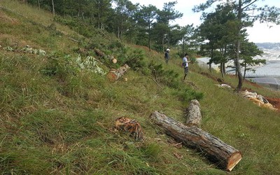 Xác định chủ mưu vụ phá rừng thông Đà Lạt để lấn chiếm trái phép hơn 1.000 m2 đất