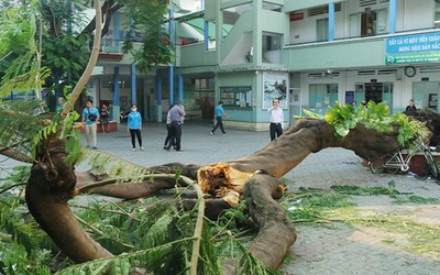 Hà Nội yêu cầu rà soát hệ thống cây xanh trong trường học đề phòng gãy đổ