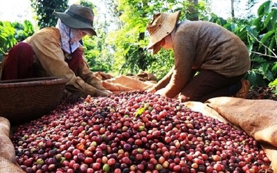 Thị trường nông sản tuần qua: Cà phê và hồ tiêu đồng loạt giảm