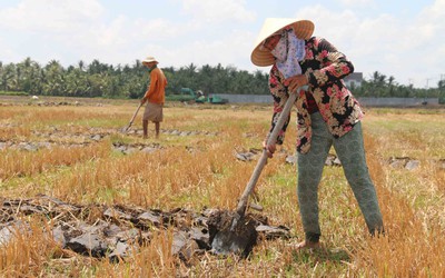 Hướng dẫn thực hiện quy định về chuyển mục đích sử dụng đất lúa làm dự án đầu tư