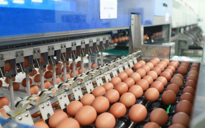 Hạn ngạch thuế quan nhập khẩu 2024 đối với trứng gia cầm và muối