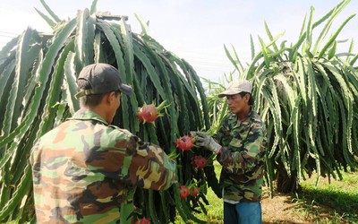 Doanh nghiệp “kêu oan” sau khi thanh long bị dừng nhập khẩu