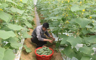Cử nhân công nghệ thông tin khởi nghiệp nhờ vườn rau sạch tiền tỷ