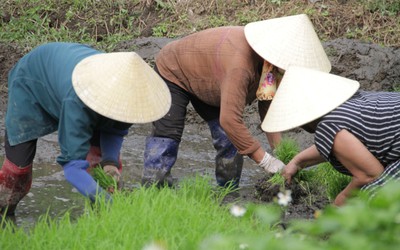 Thợ cấy thời vụ "còng lưng" kiếm gần nửa triệu đồng/ngày