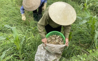 Nông dân phấn khởi thu hoạch hành tăm vì được mùa, giá tăng gấp 3 lần