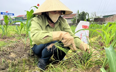 Nông dân xứ Nghệ bội thu vì giá hành tăm đầu mùa tăng cao