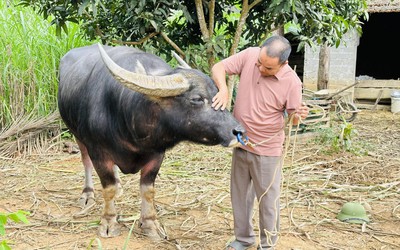 Lão nông hé lộ tuyệt kỹ nghề luyện trâu chọi cho thu nhập "khủng"