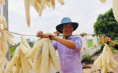 Trồng loài cây có quả được ví như "nhân sâm" trong vườn, người dân có thu nhập khá