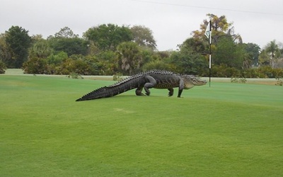 Cá sấu to như khủng long tiền sử "đột kích" sân golf Mỹ