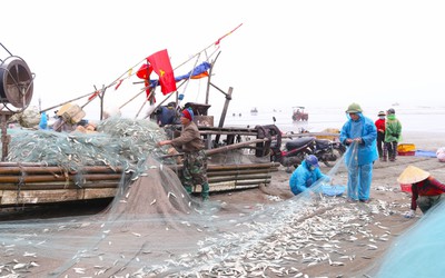 Ra khơi từ nửa đêm trúng con "nhiều đạm", ngư dân bỏ túi tiền triệu