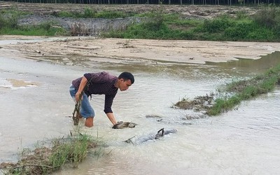 Gia Lai: Cát vùi lấp hàng chục ha lúa, người dân khốn khổ