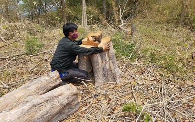 Gia Lai: Tan hoang rừng huyện Mang Yang