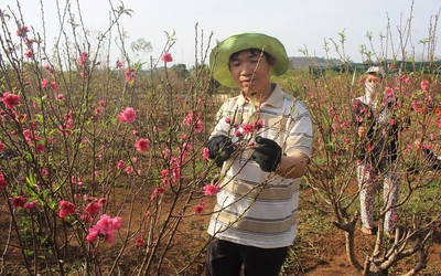 Chiêm ngưỡng vườn đào gốc Bắc khoe sắc trên Tây Nguyên