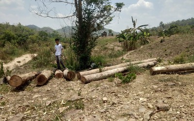 "Máu" rừng huyện Ia Pa vẫn chảy