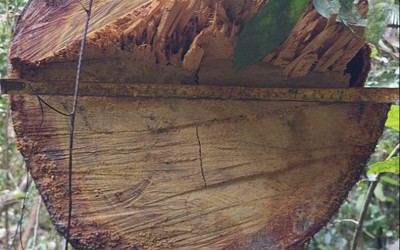 Gia Lai: Bắt quả tang nhóm “lâm tặc” khai thác trái phép 20m3 gỗ