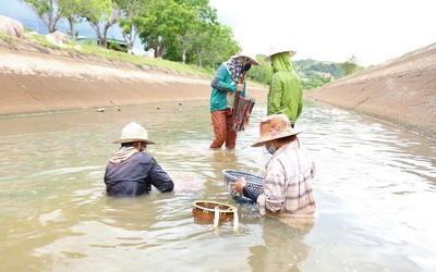 Mùa hến về trên Cao nguyên