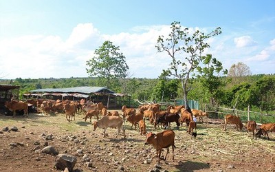 Chuyện ở xóm chăn bò thuê trên đỉnh đèo Chư Sê