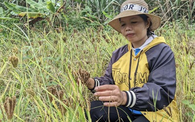 Chuyện về loại nguyên liệu được coi là "linh hồn" của đặc sản Tây Nguyên