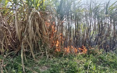 Gia Lai: Làm rõ việc hàng trăm héc ta mía sắp thu hoạch bị cháy