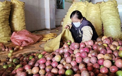 Gia Lai: Chanh dây rớt giá, nông dân đối mặt nỗi lo lỗ vốn